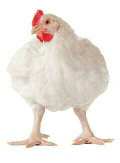 Poulets de chairs disponible