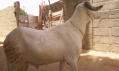 ASSALAMOU ALEIKOUM MOUTONS A VENDRE A NIAKHAR