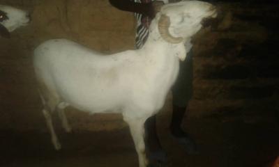 ASSALAMOU ALEIKOUM MOUTONS A VENDRE A NIAKHAR