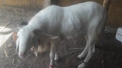 ASSALAMOU ALEIKOUM MOUTONS A VENDRE A NIAKHAR
