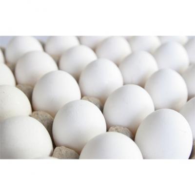 Vente oeufs