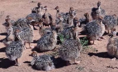 Accueil Poussins et œufs d'autruche disponibles