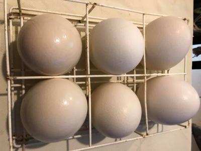 Accueil Poussins et œufs d'autruche disponibles