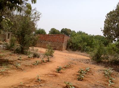 Verger Fruitier de 05 hectares à Pout - Thiès