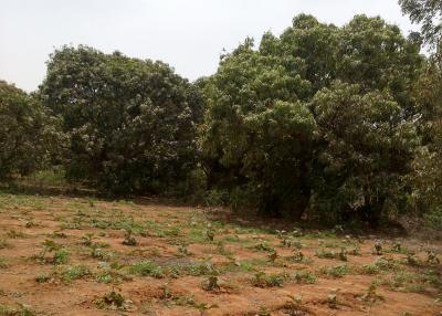 Verger Fruitier de 05 hectares à Pout - Thiès