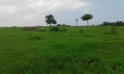 Champ de 3 hectares a mboro 