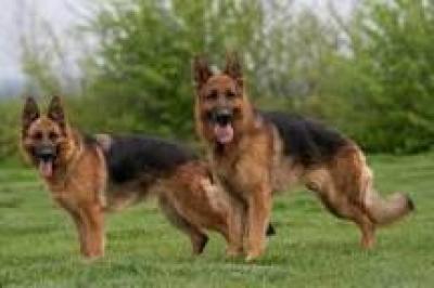 Dressage et vente de chien 