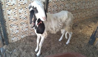 Jeune mâle Metisse ladou