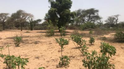 VERGER AGRICOLE A VENDRE