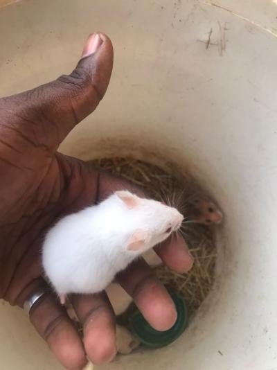 Hamster dorée déjà apprivoisé à vendre