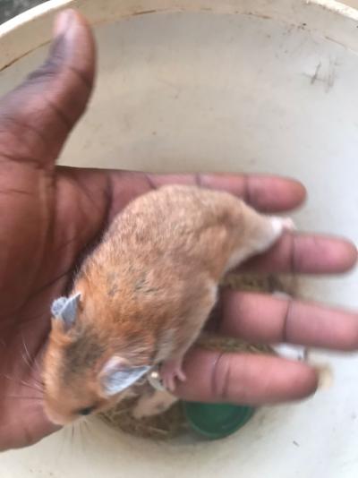 Hamster dorée déjà apprivoisé à vendre