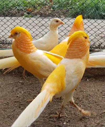 Poussins d'autruche sains 