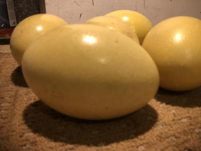 Autruche /Oeufs Poussins Disponibles