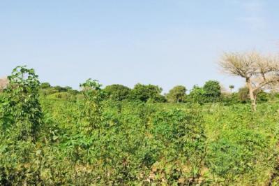 Terrain de 1,02 hectare vers Pire
