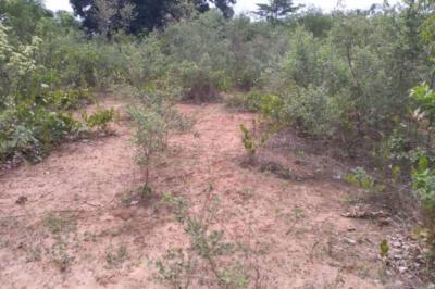 Terrain de 1,06 hectare vers Niama