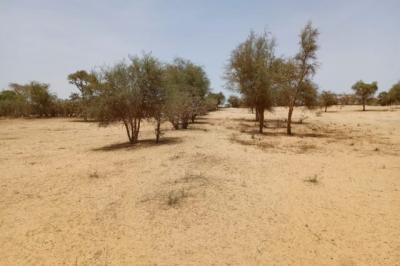 Terrain de 1,14 hectare vers Diokoul Diawrigne