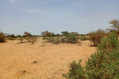 Terrain de 1,16 hectare vers Diokoul Diawrigne