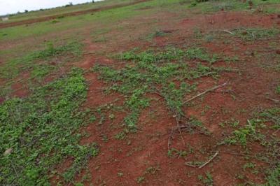 Terrain de 1,16 hectare vers Notto Diobass