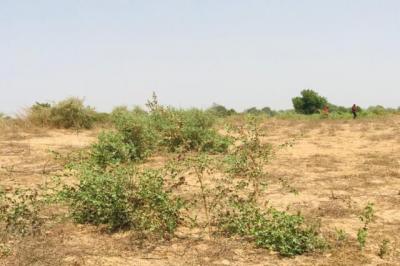 Terrain de 1,21 hectare vers Cherif Lô