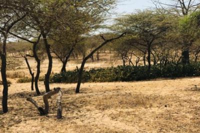 Terrain de 1,28 hectare vers Gandiol
