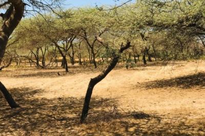 Terrain de 1,28 hectare vers Gandiol