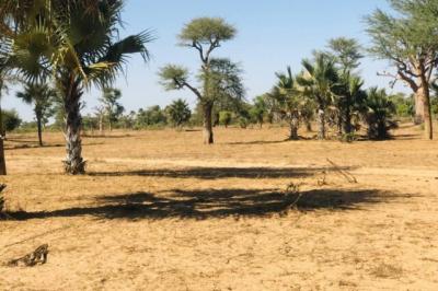 Terrain de 1,29 hectare vers Notto Diobass