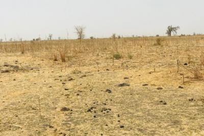 Terrain de 1,41 hectare vers Nguéniène