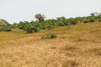Terrain de 1,46 hectare vers Koul