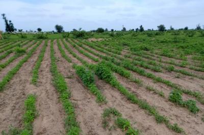 Terrain de 1,54 hectare vers Nghaye