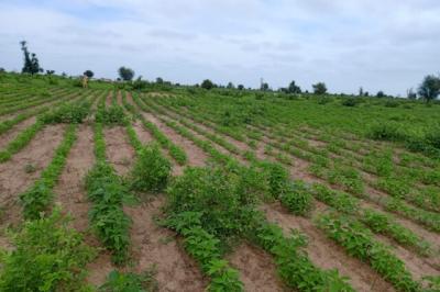 Terrain de 1,54 hectare vers Nghaye