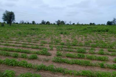 Terrain de 1,54 hectare vers Nghaye