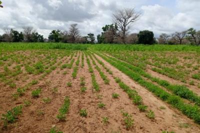 Terrain de 1,55 hectare vers Notto Diobass