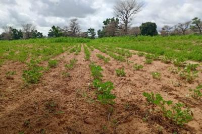 Terrain de 1,55 hectare vers Notto Diobass