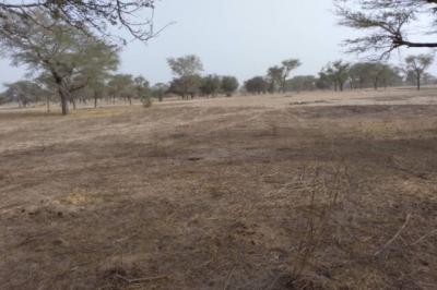 Terrain de 1,56 hectare vers Keur Samba Kane