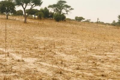 Terrain de 1,81 hectare vers Keur Samba Kane
