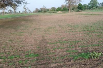Terrain de 1,68 hectare vers Sandiara
