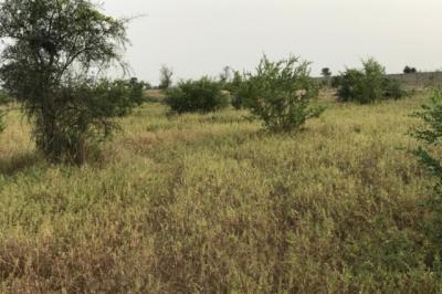 Terrain de 1,67 hectare vers Dalla Ngabou