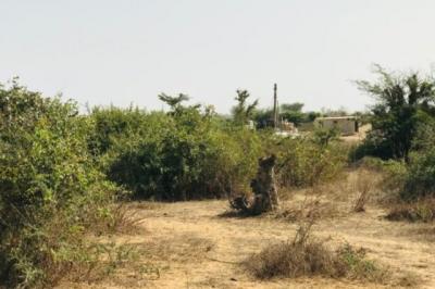 Terrain de 1,6 hectare vers Diender