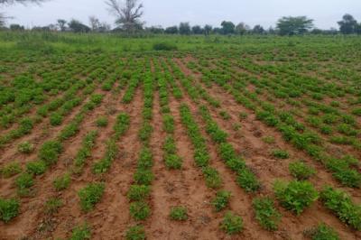 Terrain de 1,95 hectare vers Dalla Ngabou