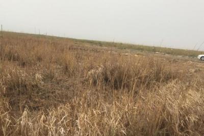Terrain de 10 hectares vers Diama