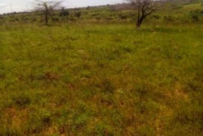Terrain de 10 hectares vers Taïba Ndiaye