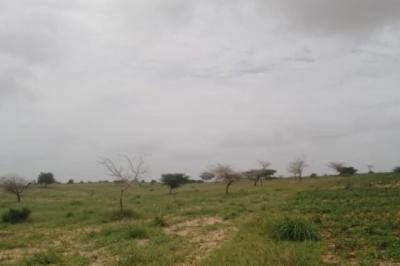 Terrain de 100 hectares vers Diokoul Diawrigne