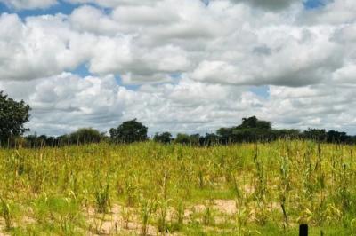 Terrain de 14,2 hectares vers Keur Samba Kane