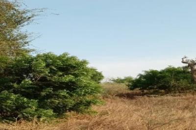 Terrain de 2 hectares vers Darou Khoudoss