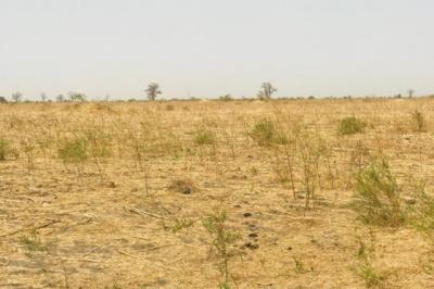 Terrain de 2 hectares vers Nguéniène