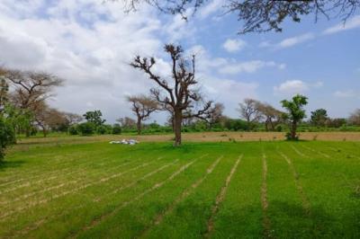 Terrain de 2 hectares vers Notto Diobass