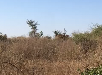 Terrain de 2 hectares vers Sindia