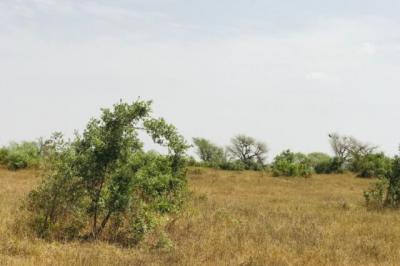 Terrain de 2,16 hectares vers Koul