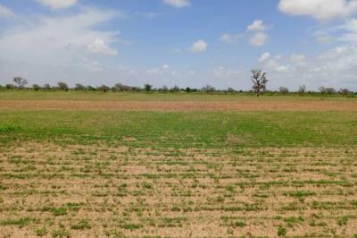 Terrain de 2,18 hectares vers Diourbel