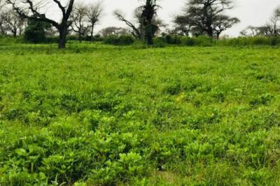 Terrain de 2,39 hectares vers Touba Toul